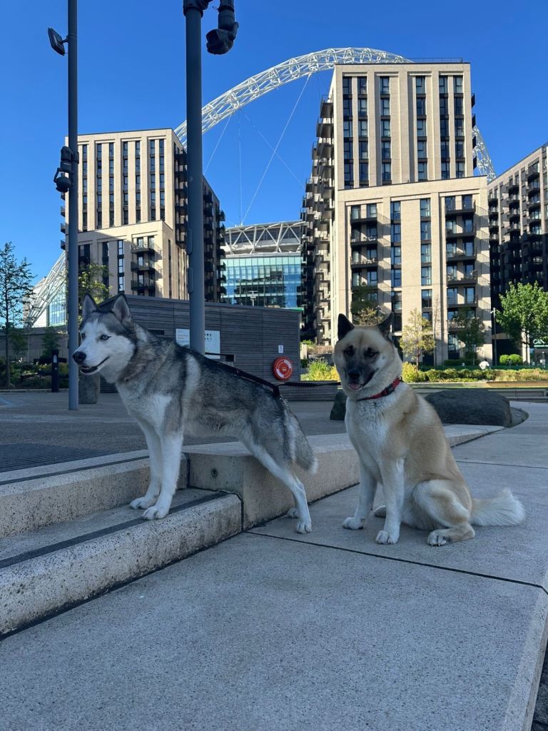 2 dogs one male one female for adoption 
