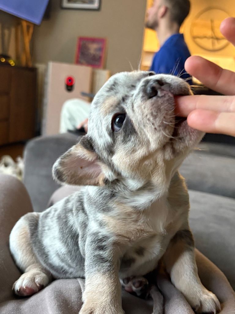 *REDUCED* French bulldog litter ❤️‍🔥