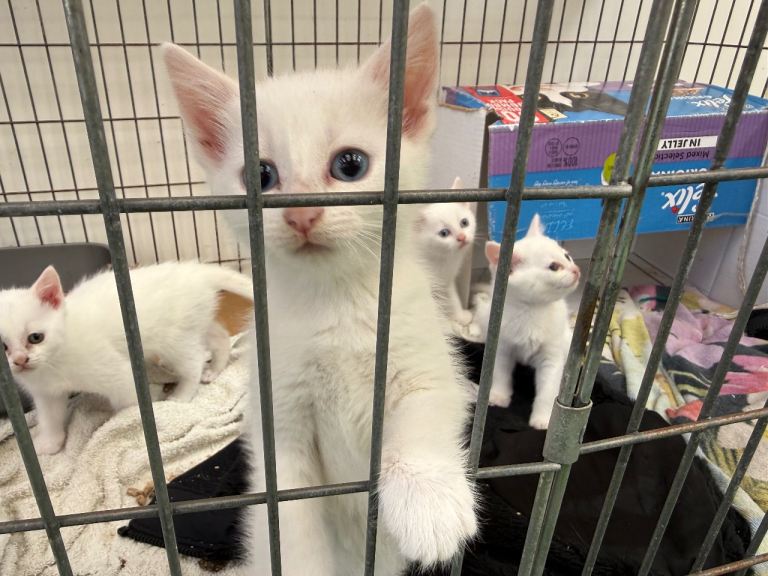 10 beautiful kittens