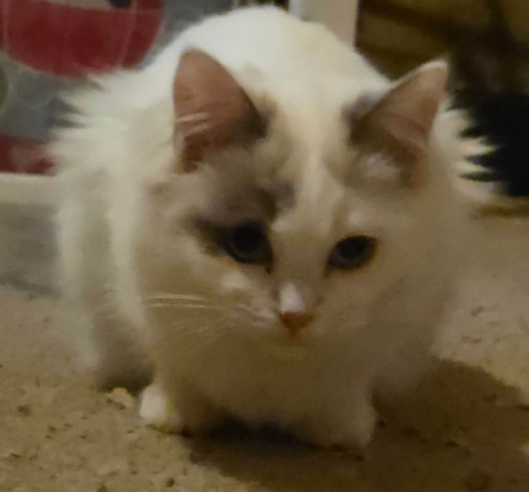 Blue Bicolour Ragdoll Male needs new home - Aberdeen/Moray