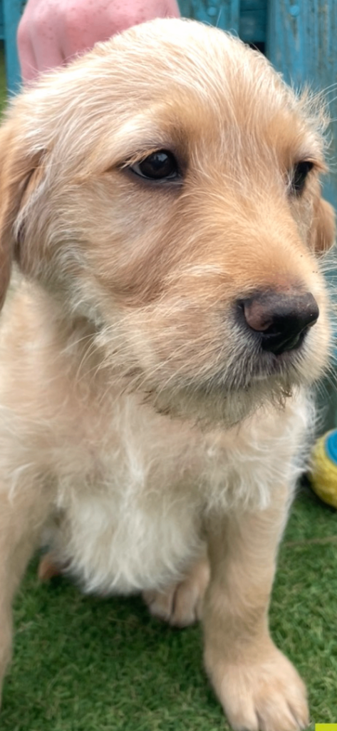Labradoodle 