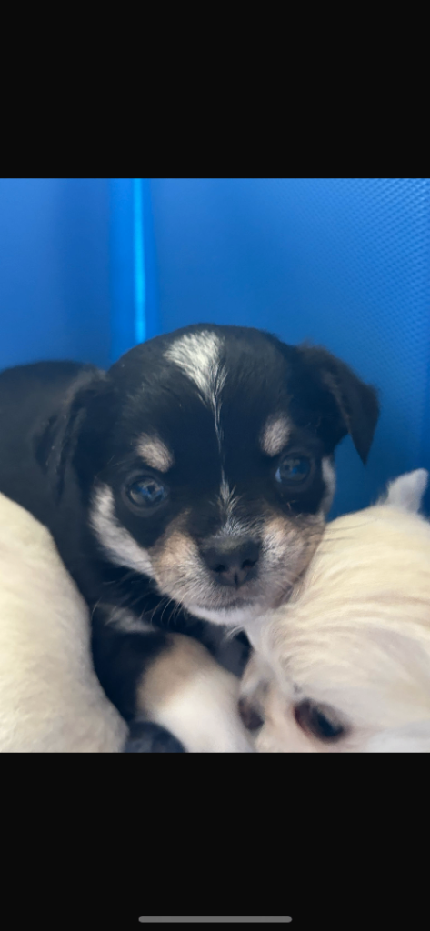 Chihuahua X toy poodle