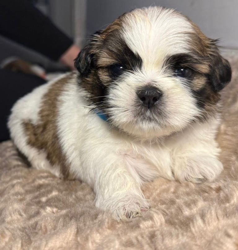 Beautiful Tricolour Mini Shih Tzu Puppies