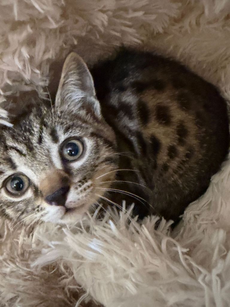 Bengal kitten 