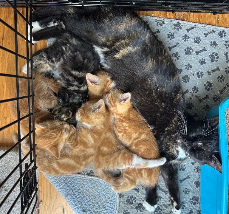 Ready to go 4 male ginger 1 tabby female kittens