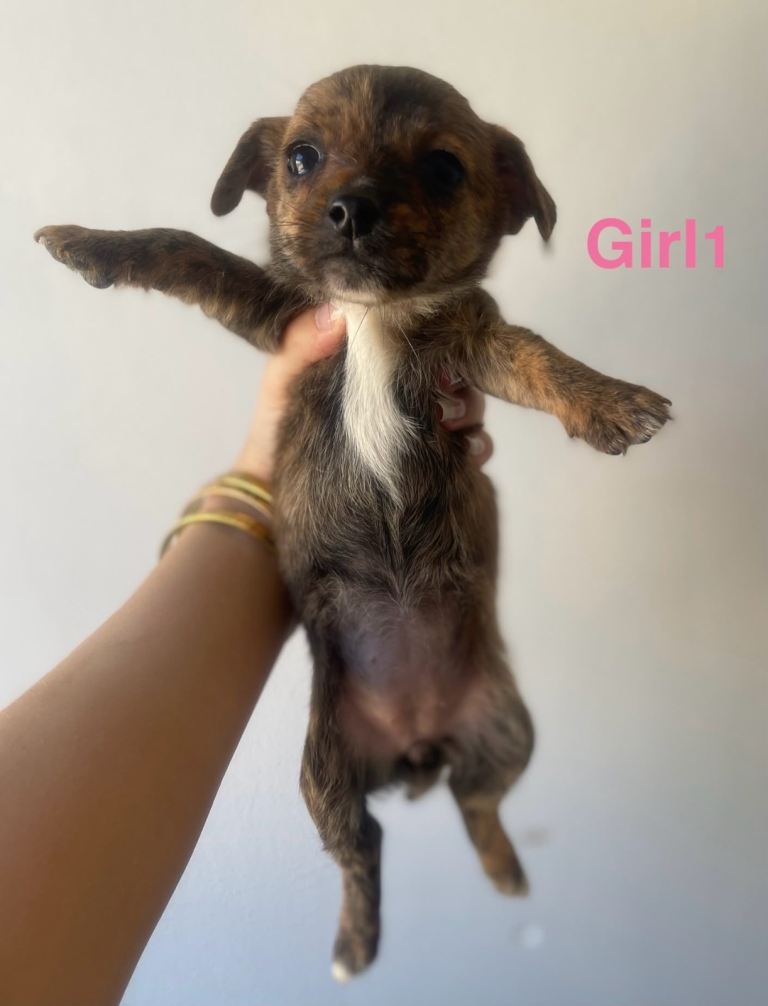 Adorable Jack Russel Terrier x Yorkshire Terrier Puppies 