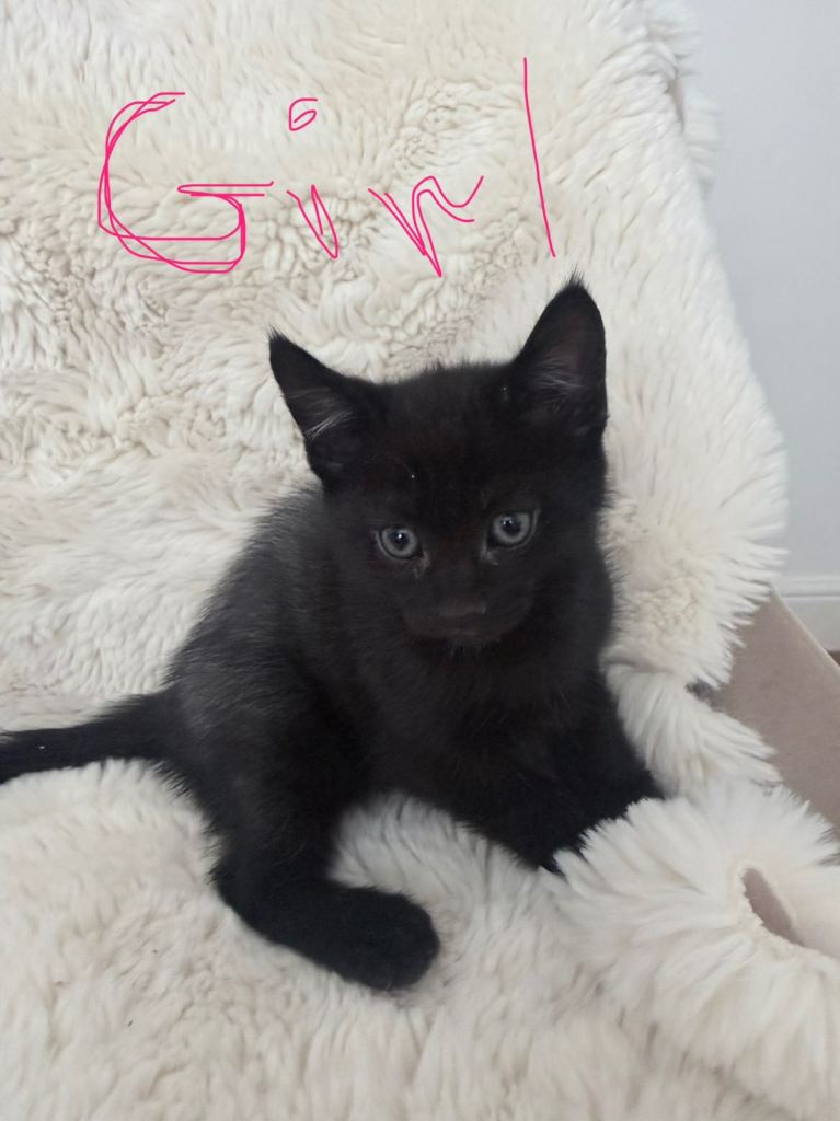 1 lovely kitten looking for new home.