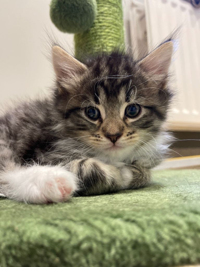 Kittens