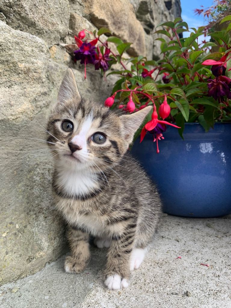 Beautiful Friendly Kittens 