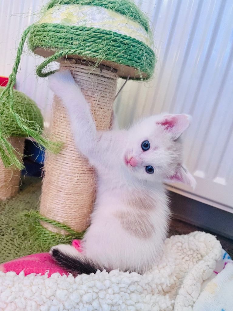 Beautiful white kittens 