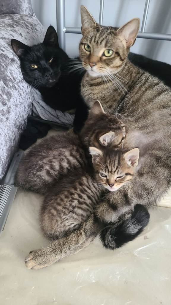 8 week tabby girls