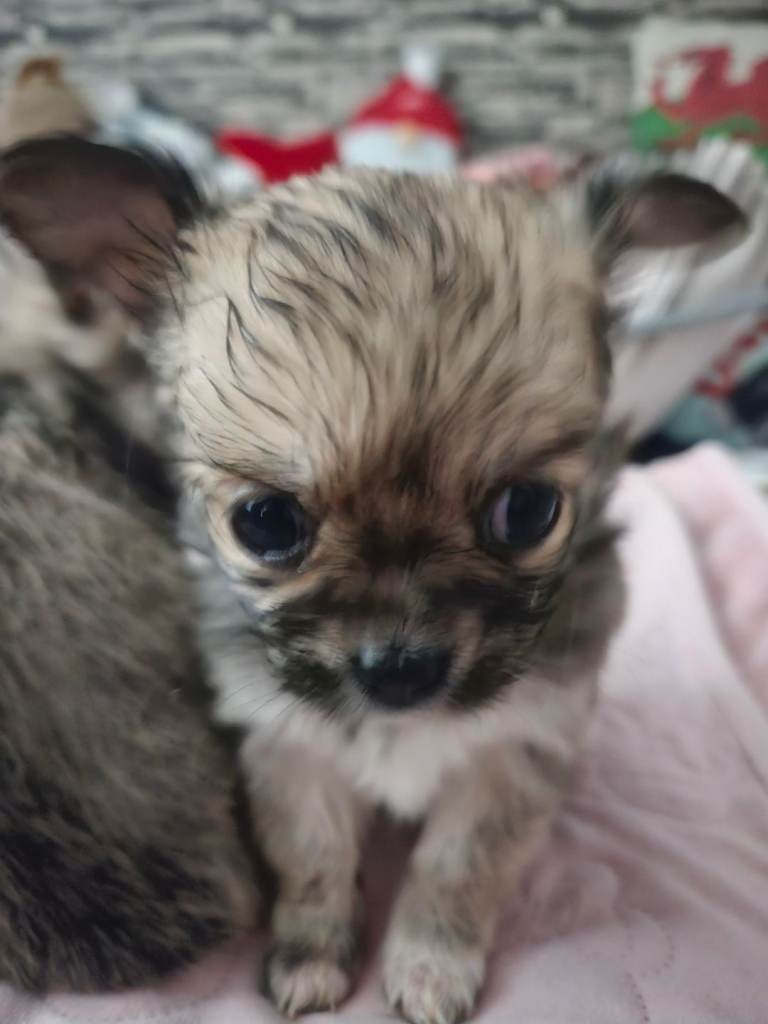 Pomchi pups for sale