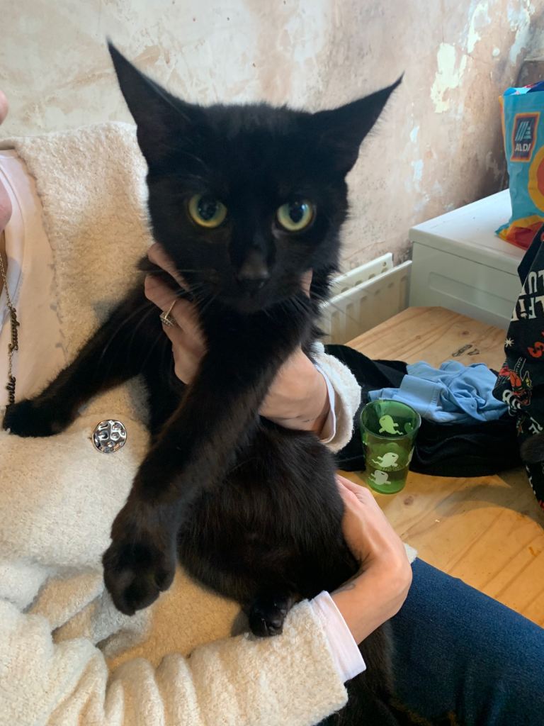 Rehome 2 female cats 