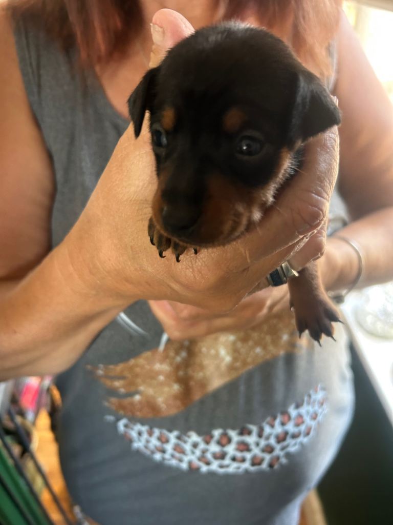 Miniature pinschers puppies
