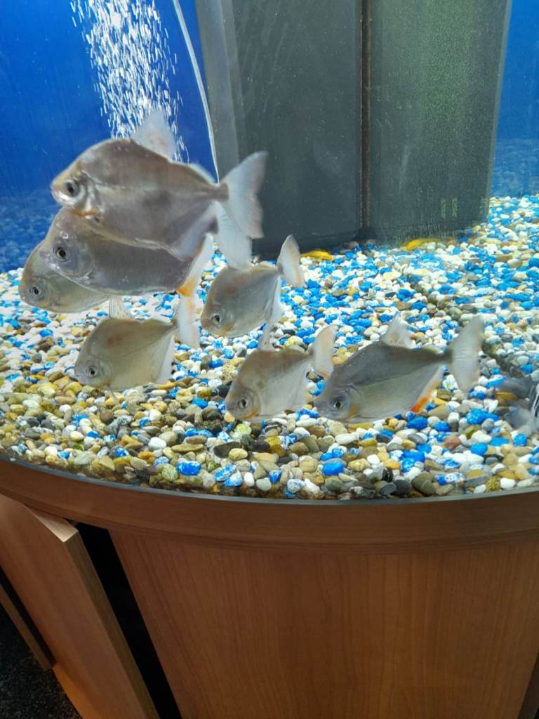   Tropical fish. AT UNBEATABLE PRICE.