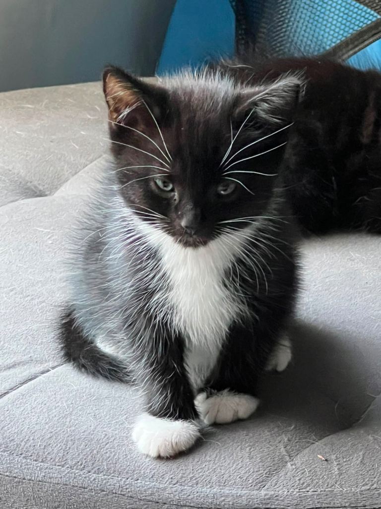 Adorable Black & White Tuxedo Kitten Looking for a Lovely home
