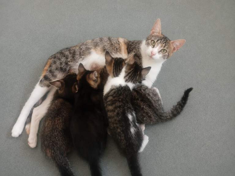 4 female kittens