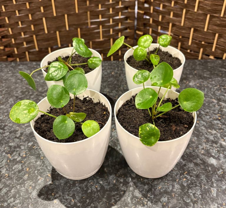 Chinese money plants ( £3 each , or all 4 for £10)