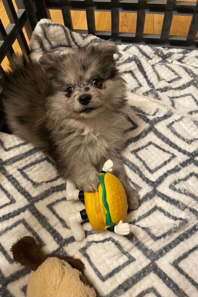 Adorable Pomeranian puppies 