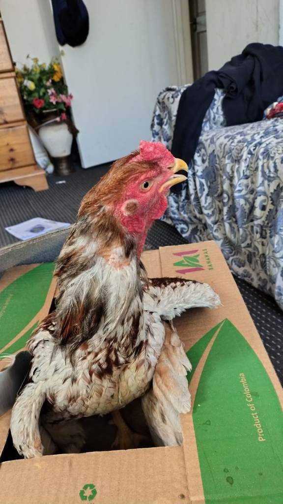 ASIL healthy Chicken  baby