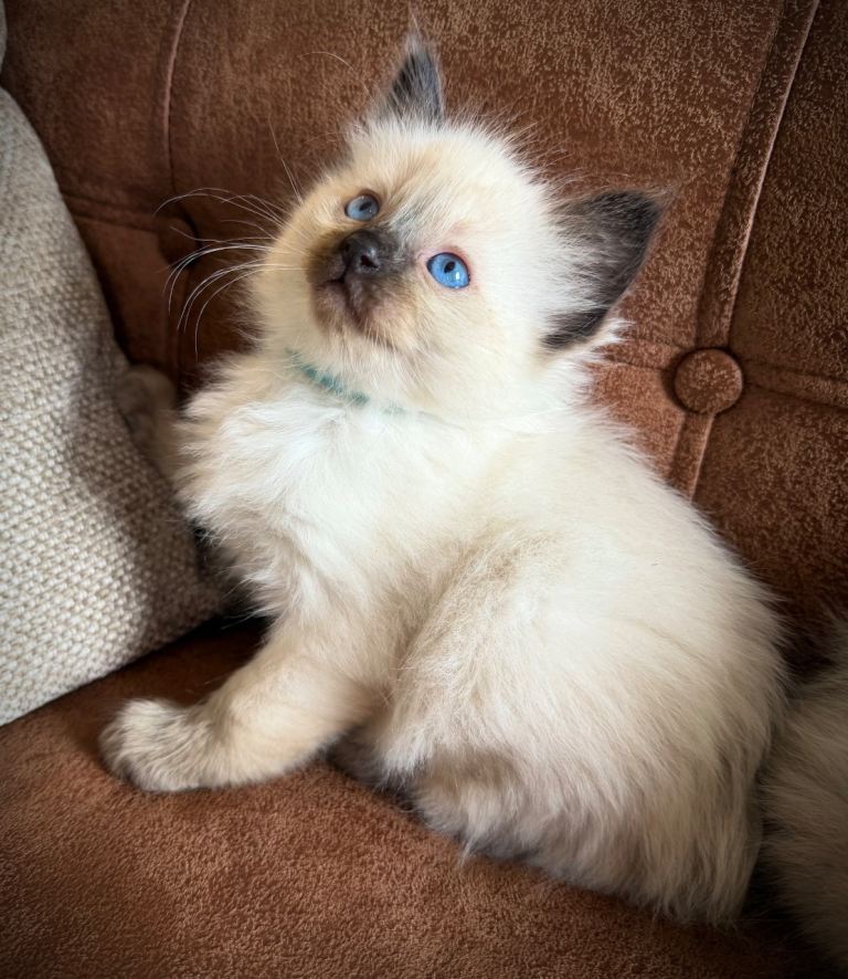 Ragdoll kittens 