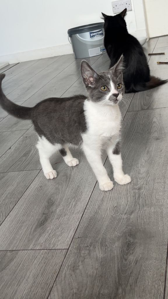 Kittens