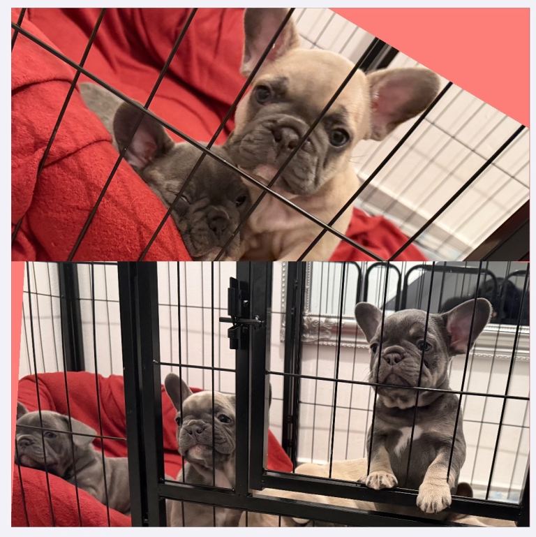 Beautiful KC French Bulldog Puppies 