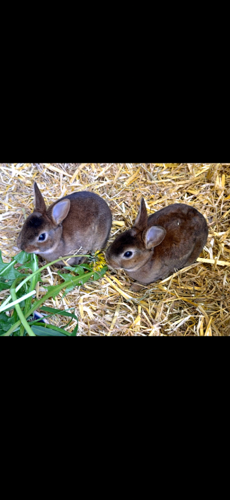 Baby mini Rex bunnies