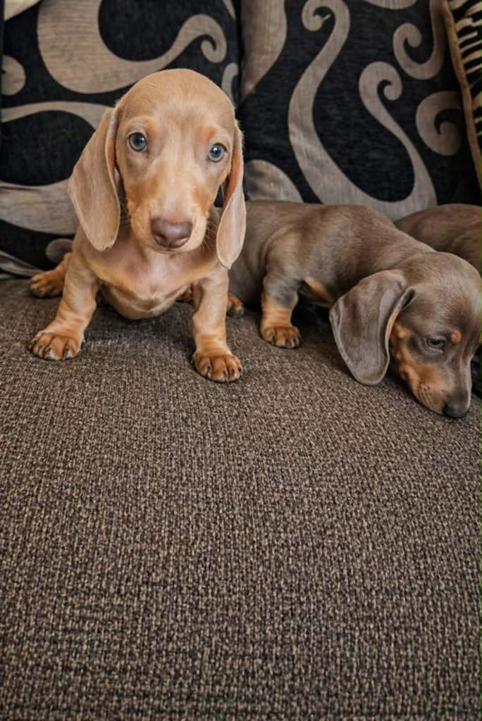 Beautiful Dachshund Puppies for Sale 🐶💖