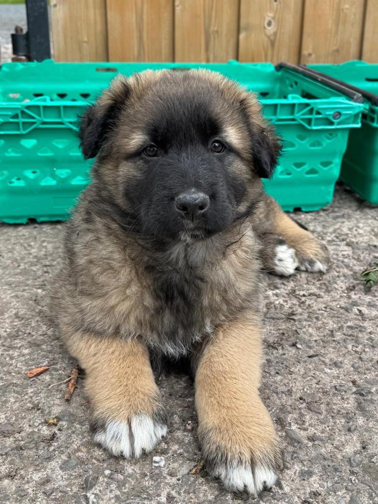Excellent strong pups available 