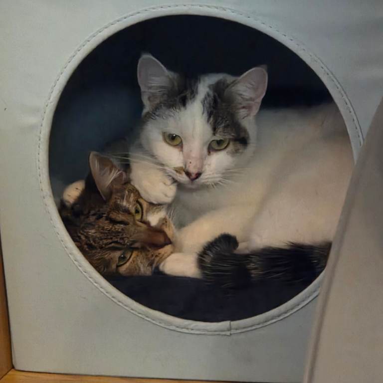 2 female cats 