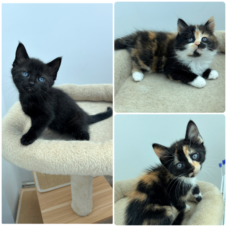 Half Maine Coon Kittens available soon
