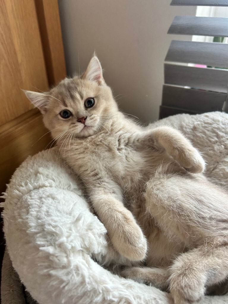 🐾 Gorgeous, Loving Kittens Ready for Their Forever Homes 🐾
