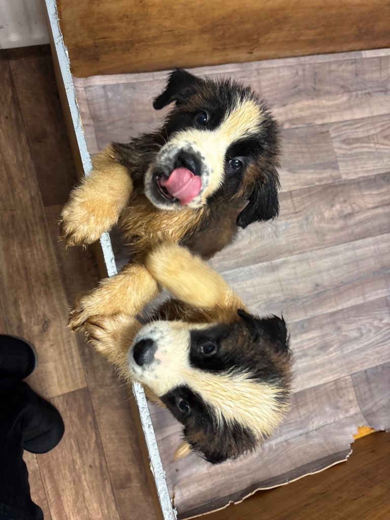 (1 females,) Saint Bernard Pups *READY TO GO IMMEDIATELY*