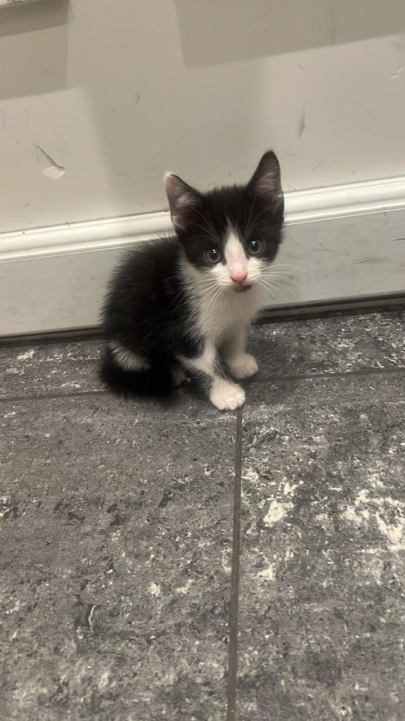 Selling 3 Kittens and 2 Adult Cats, Black one 2 years, Domestic Shorthair 1 Year old