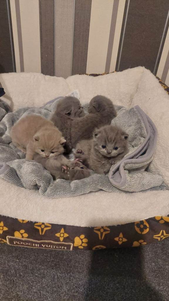 Chunky British short hairs