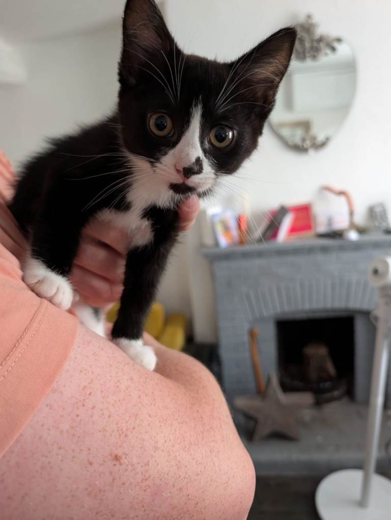 Tuxedo Kitten for sale £50. Last one! 