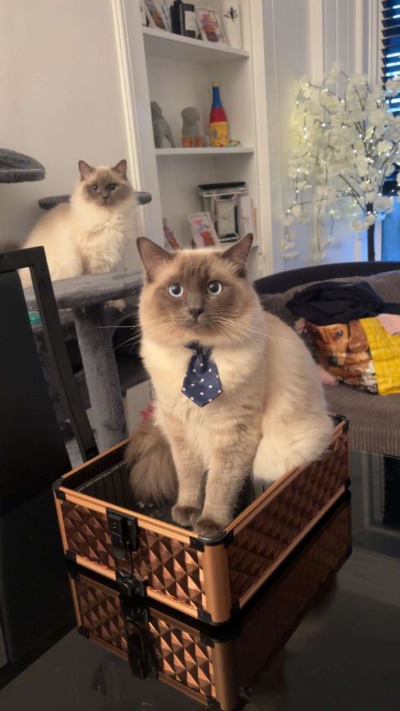 Ragdoll kittens 🐱 