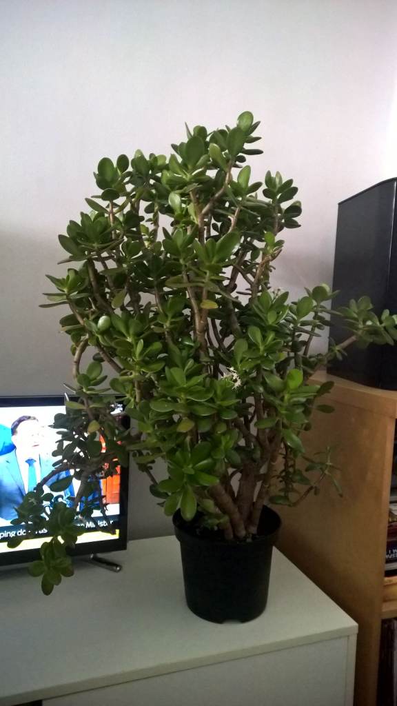 Big Flowering 25 Years Old Money Tree/Jade Plant Succulent Bonsai.