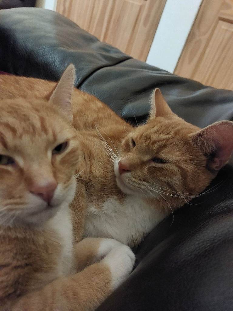 2 ginger cats for sale (5 years old)