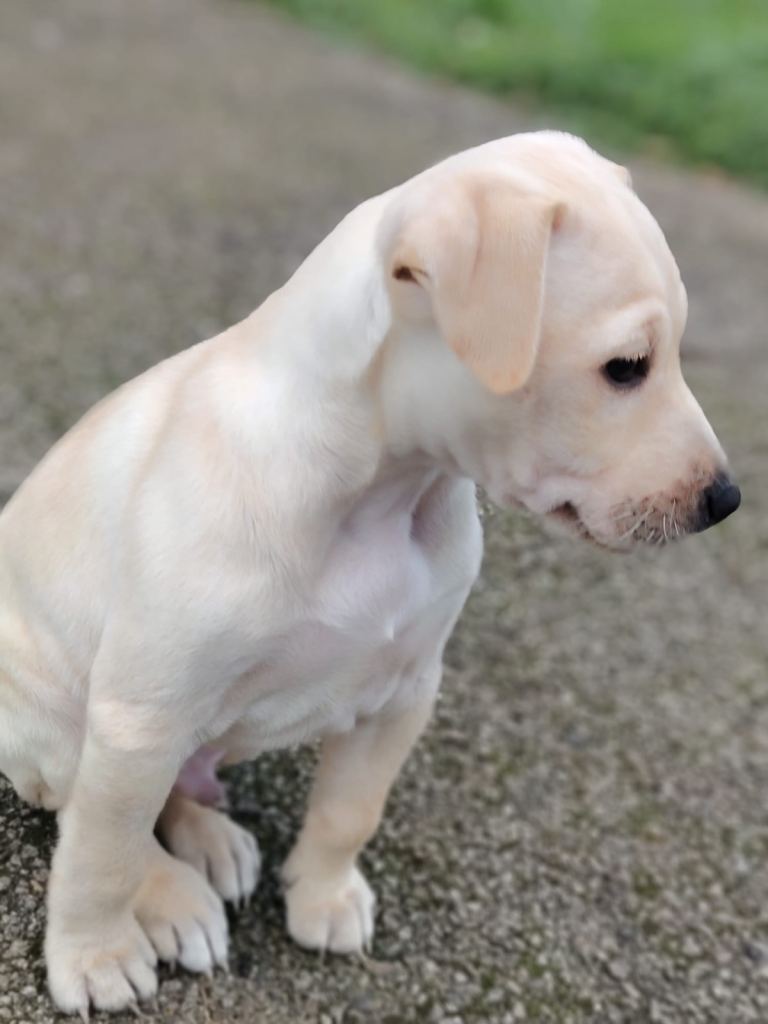 Patterdale terrier x Labrador 