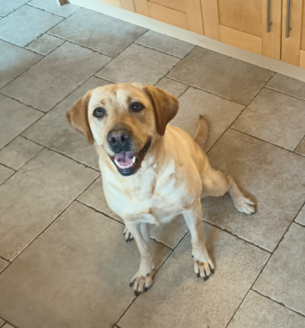 Labrador Retriever 