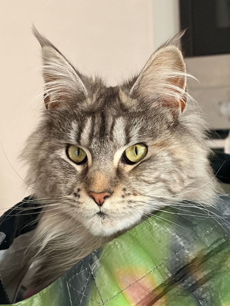 Maine coon
