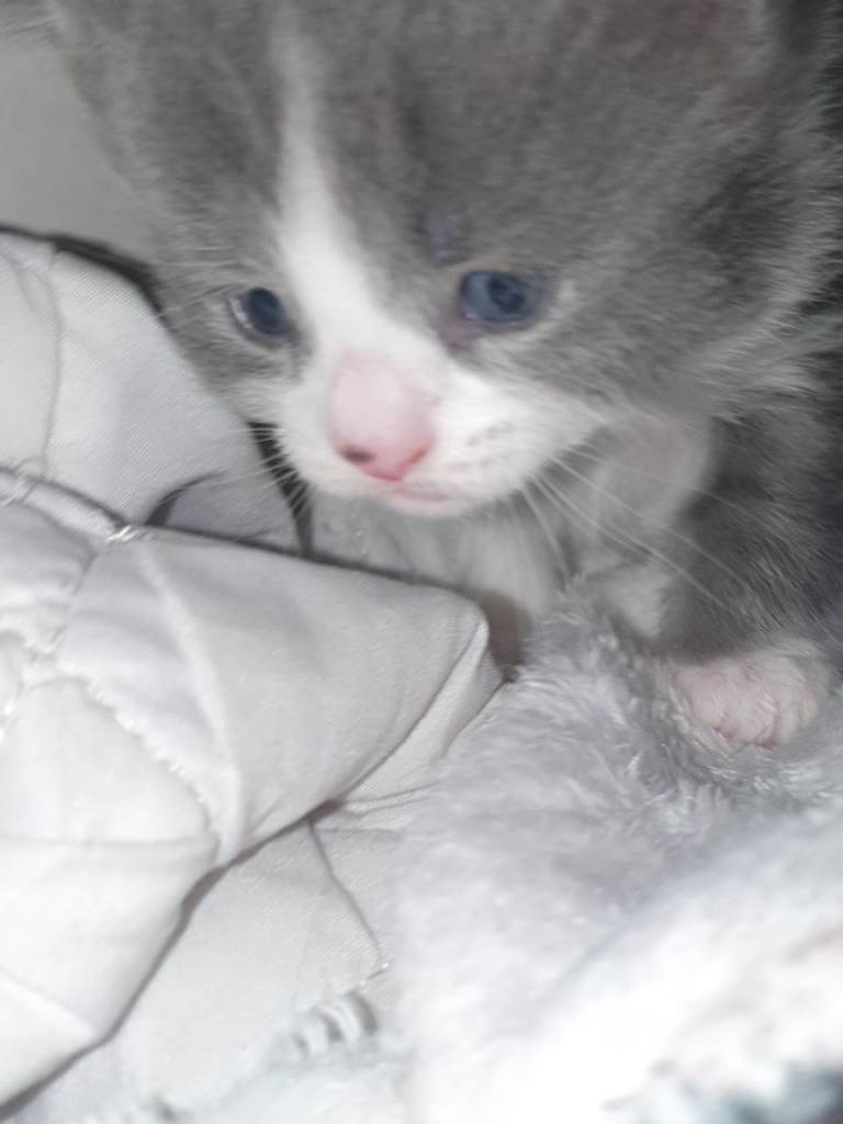  three kittens, gray and white with blue eyes. She is a girl, black and white is a boy and a girl