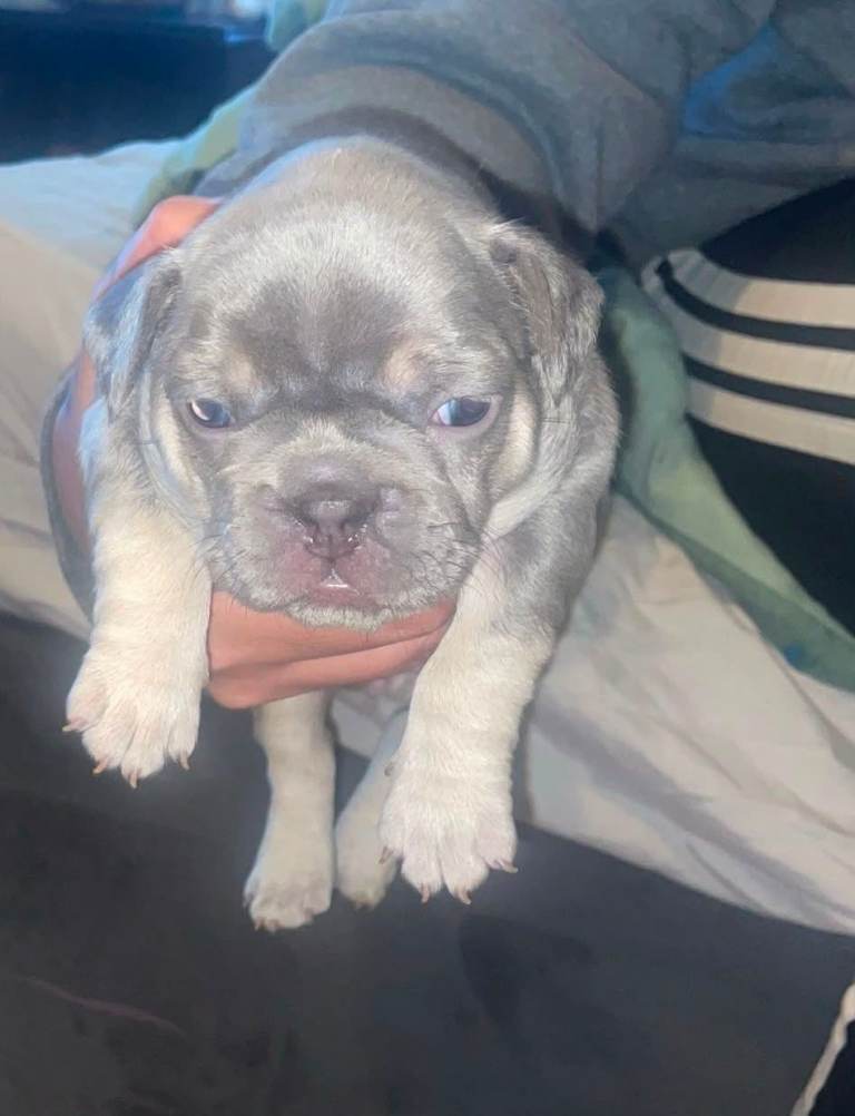 KC french bulldog puppies 