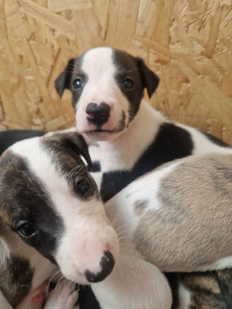 Beautiful Whippet Puppies