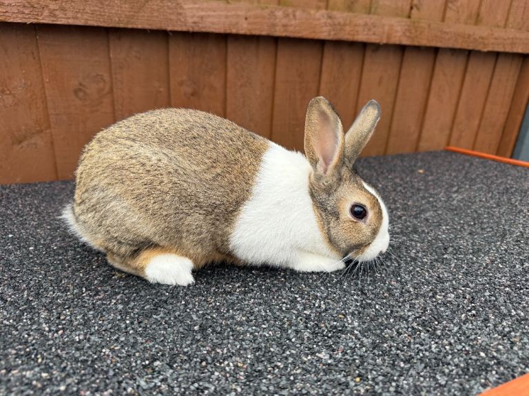 Baby Dutch Rabbit For Sale
