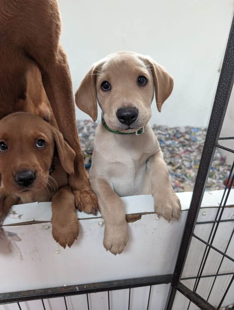 Yellow labrador girl