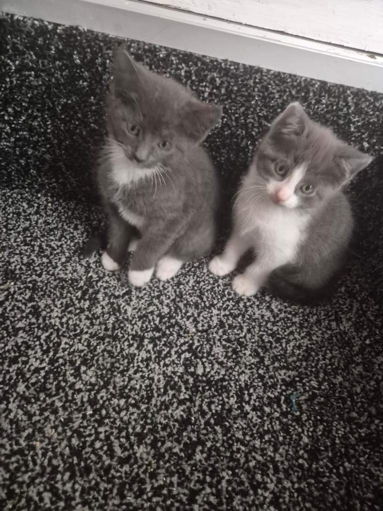 2 female gray/white kittens 