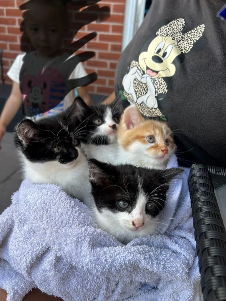 Four kittens 